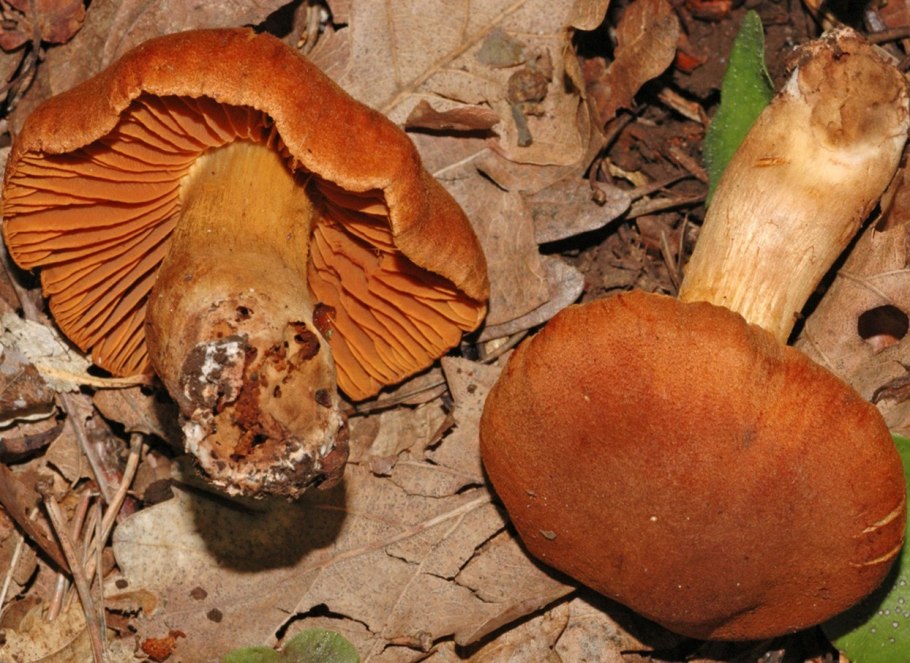 Молочай или подмолочник (Lactarius volemus)