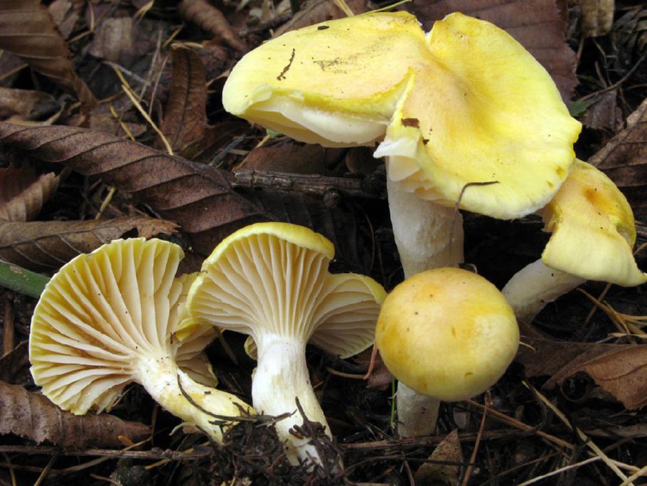 Паутинник плюшевый Cortinarius orellanus