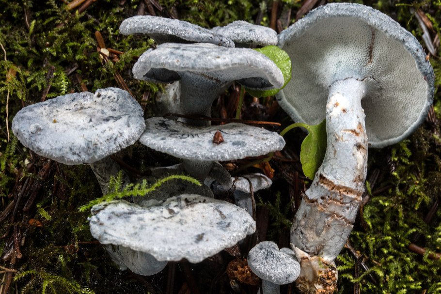 Трутовик пестрый чешуйчатый