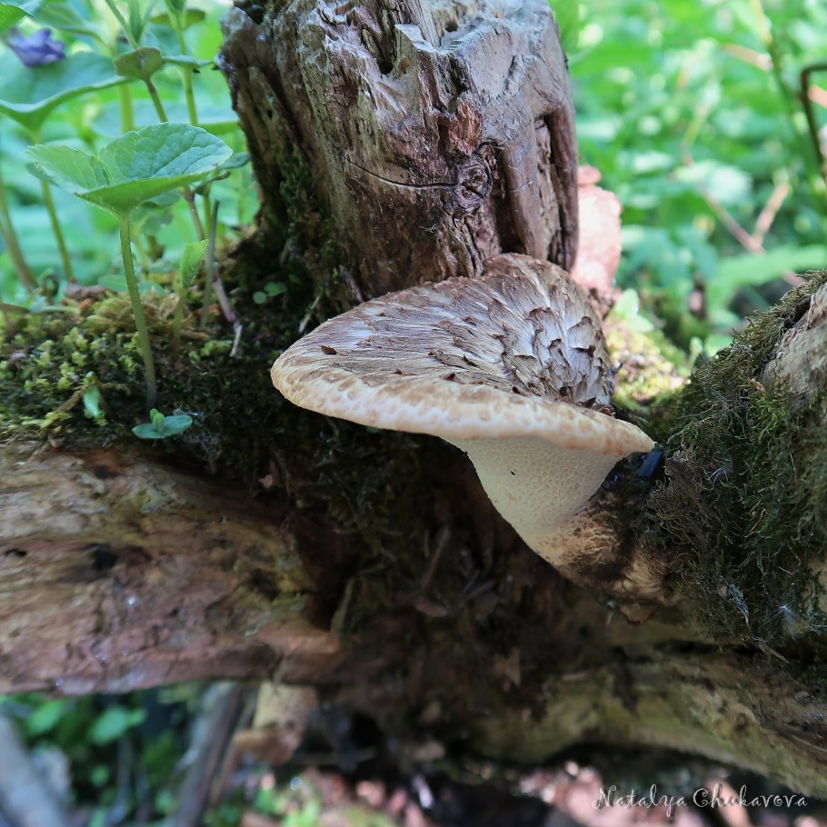 Трутовик сапрофит