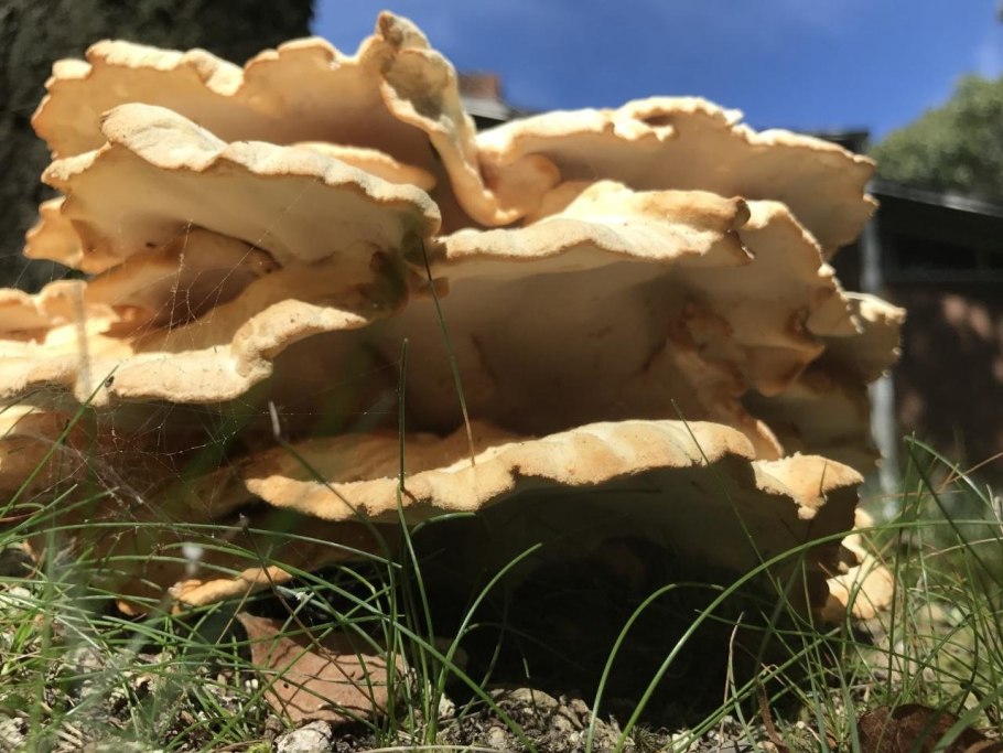 Гриб Альбатреллус