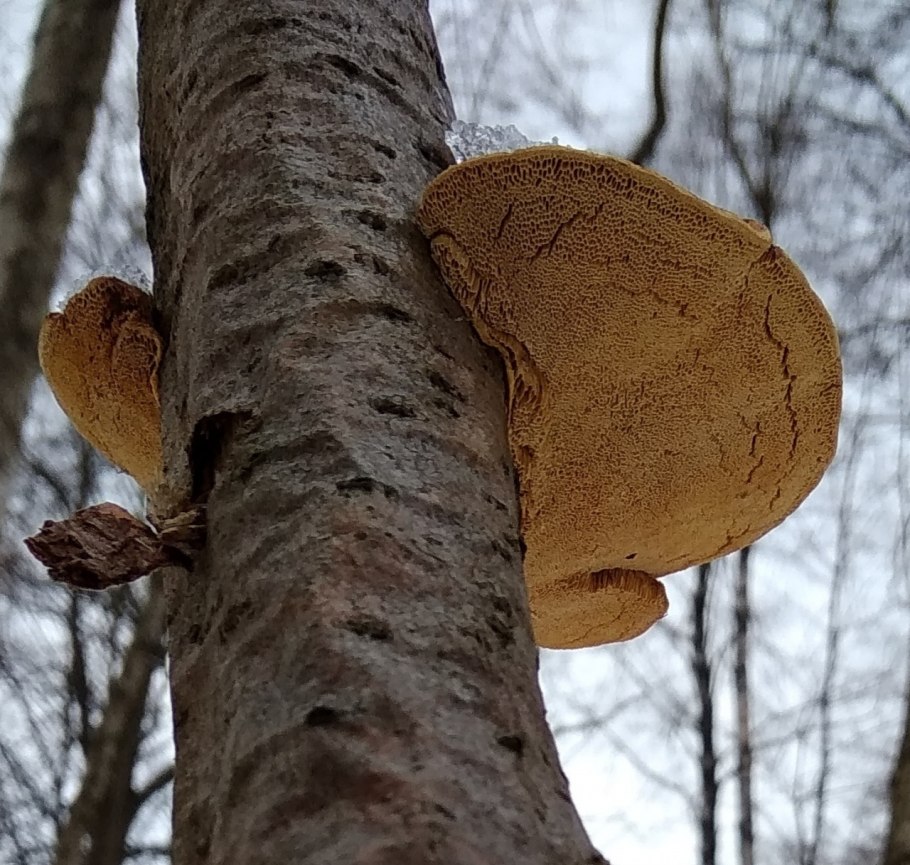 Hapalopilus rutilans