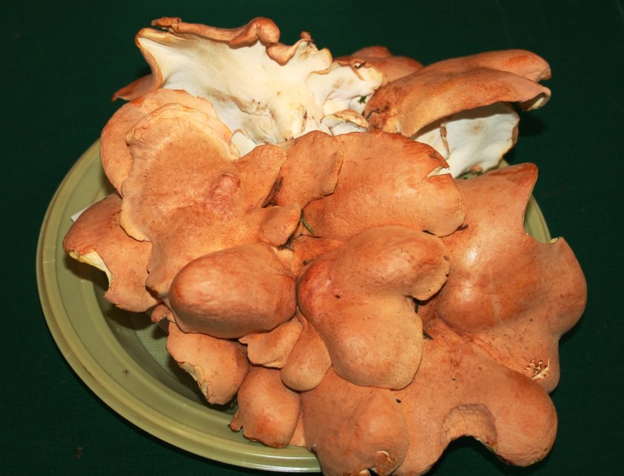 ALBATRELLUS avellaneus