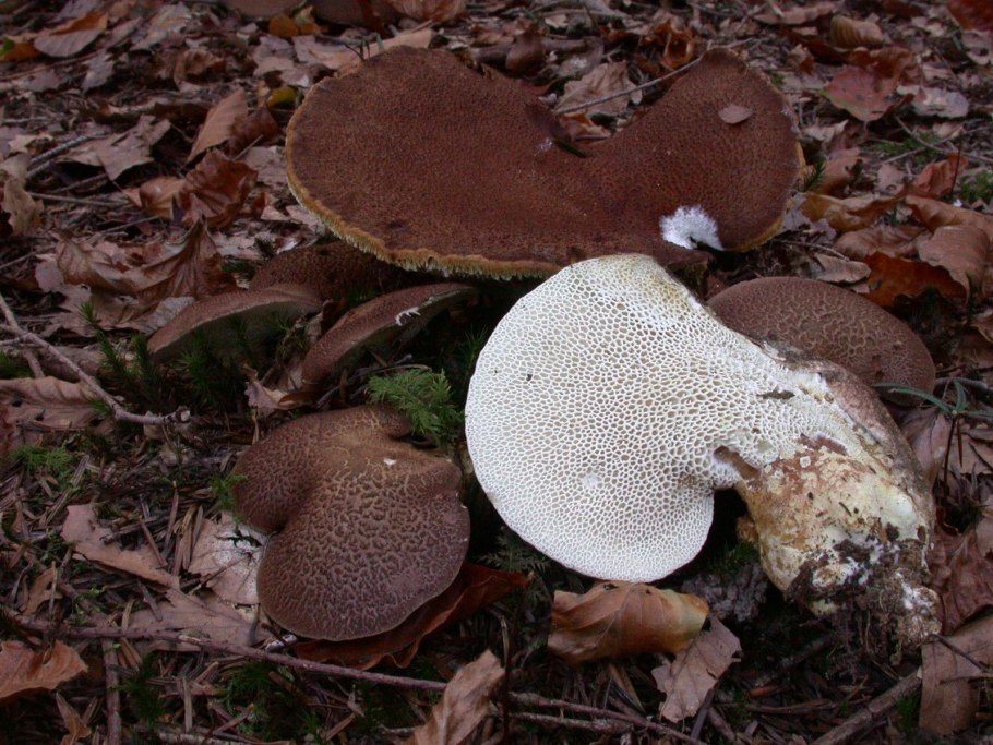 Гриб Альбатреллус сливающийся