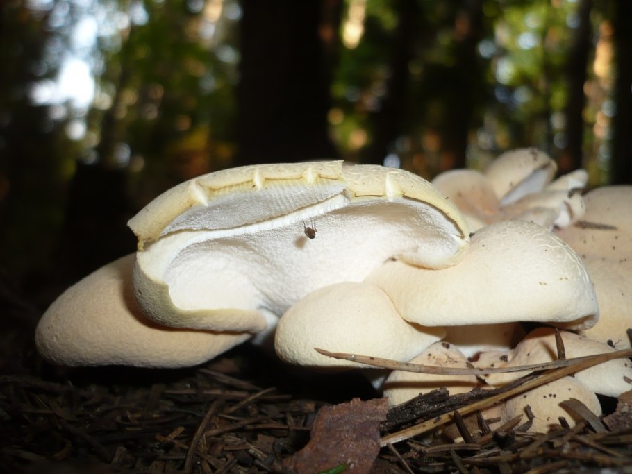 ALBATRELLUS subrubescens