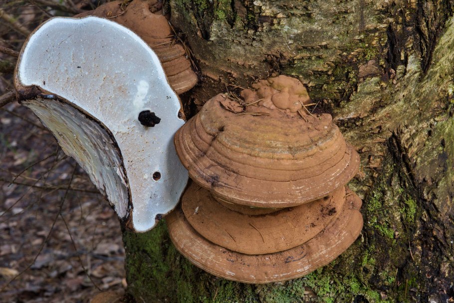 Трутовик обыкновенный fomes fomentarius