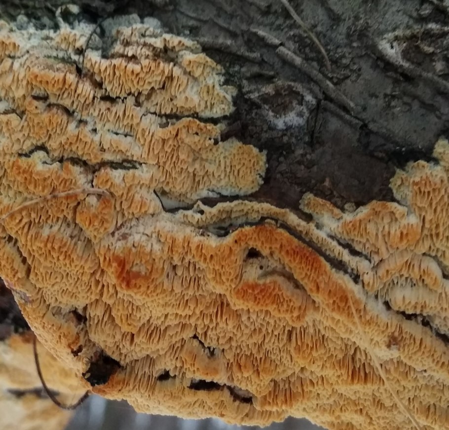 Ganoderma applanatum