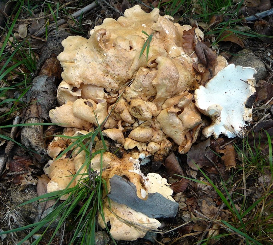 ALBATRELLUS confluens