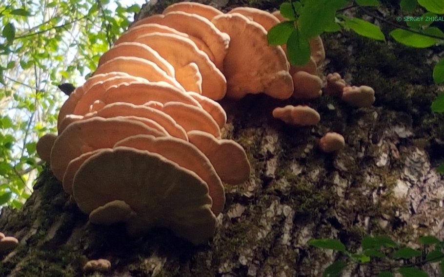 Трутовик овечий