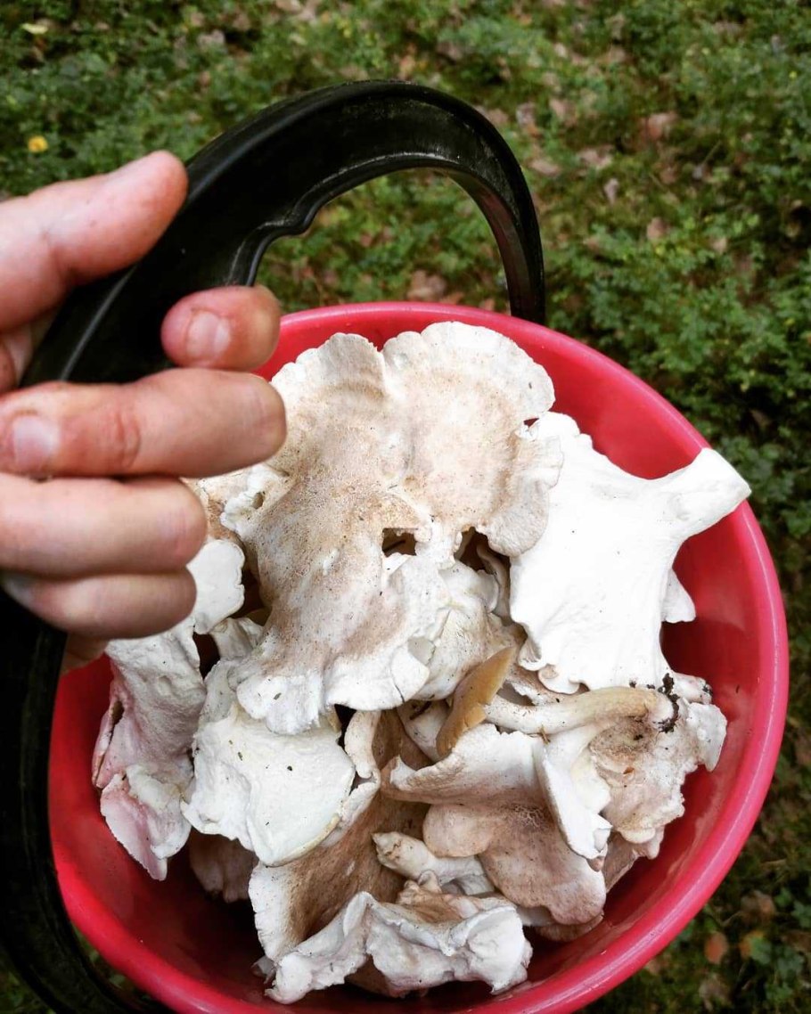 Трутовик овечий