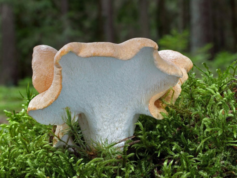 Альбатреллус сливающийся