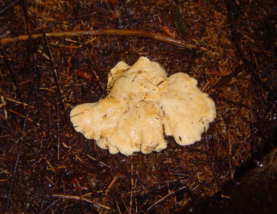 Съедобные грибы Болгарии