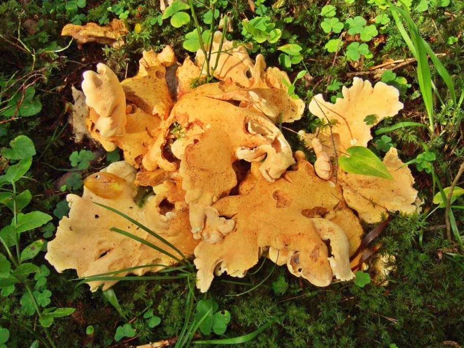 Гриб Альбатреллус сливающийся