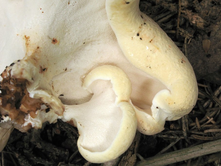 ALBATRELLUS syringae