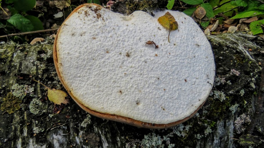 Древесный гриб рейши