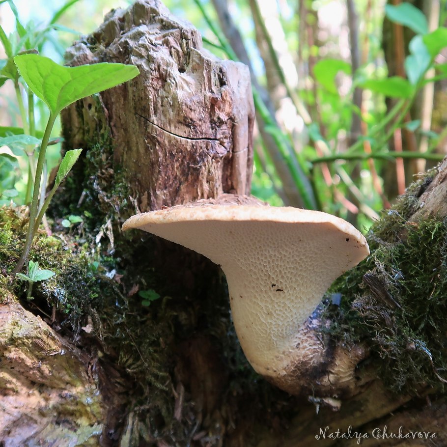 Трутовик чешуйчатый polyporus squamosus