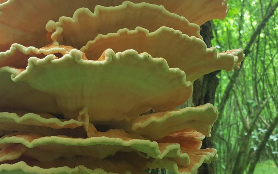 Трутовик овечий гриб