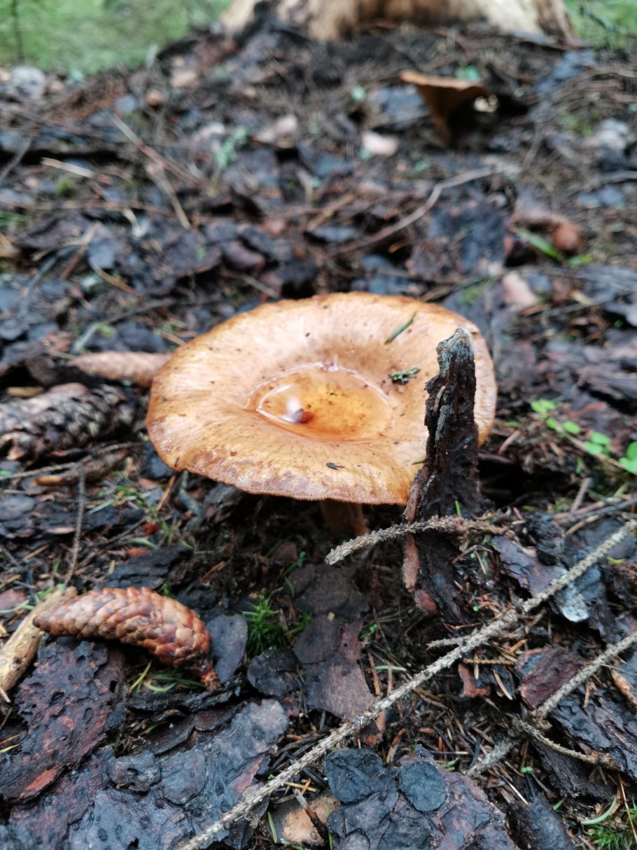 Говорушка гигантская Leucopaxillus giganteus