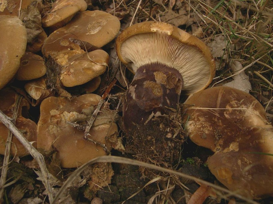 Рядовка-исполин, рядовка-колосс (Tricholoma Colossus)