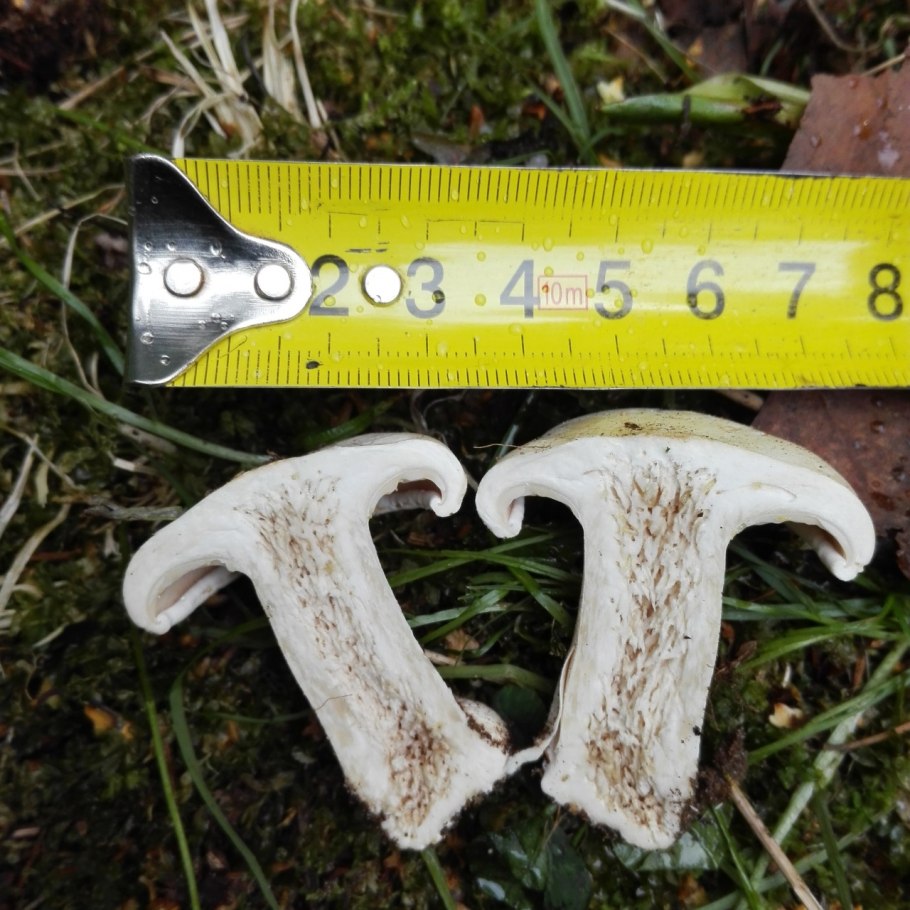 Говорушка гигантская Leucopaxillus giganteus