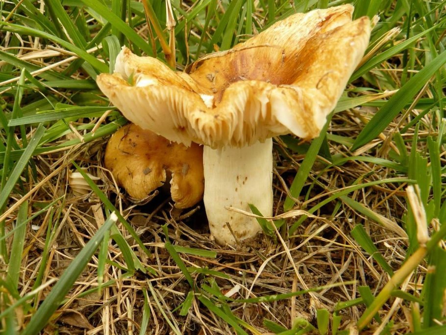 Валуй гриб съедобный