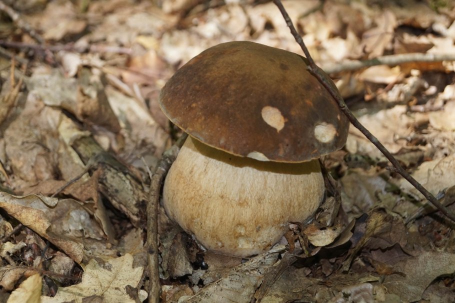 Валуй ложный гриб