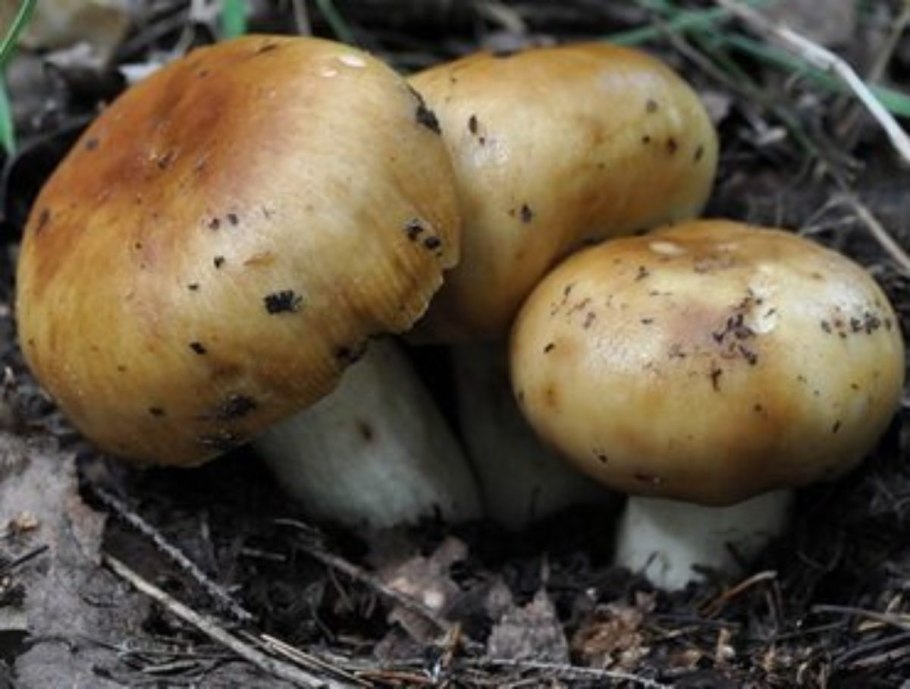 Грибы бычки валуи