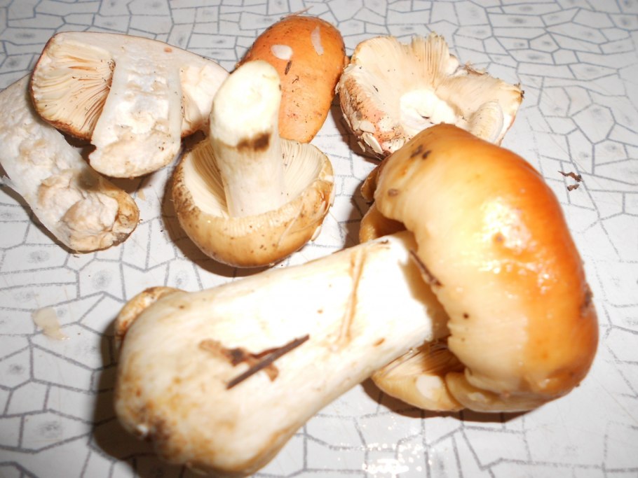 Грибы пластинчатые валуи