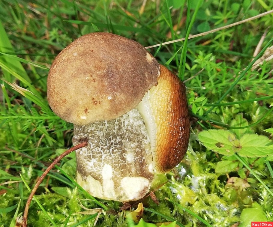 Сыроежка охристая