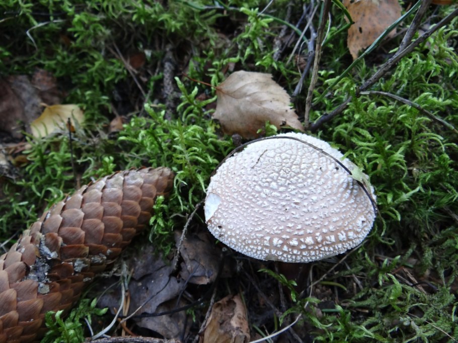 Cortinarius subbalaustinus
