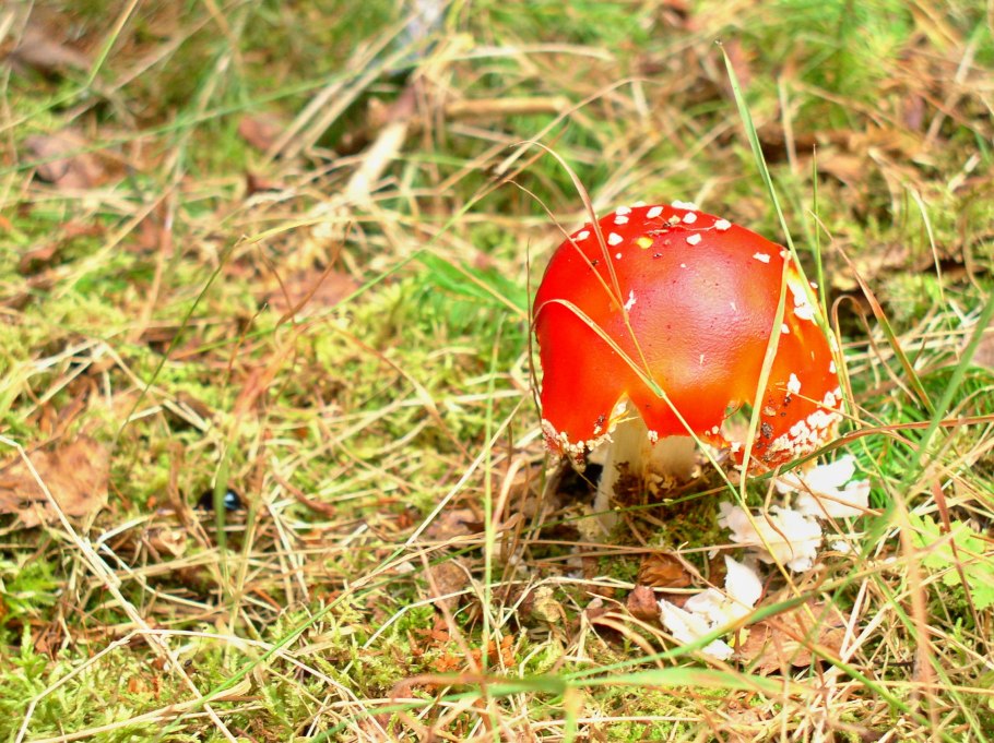 Мухомор жемчужный