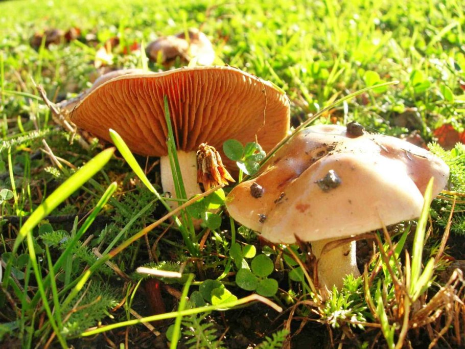 Деревня Ингалы грибы