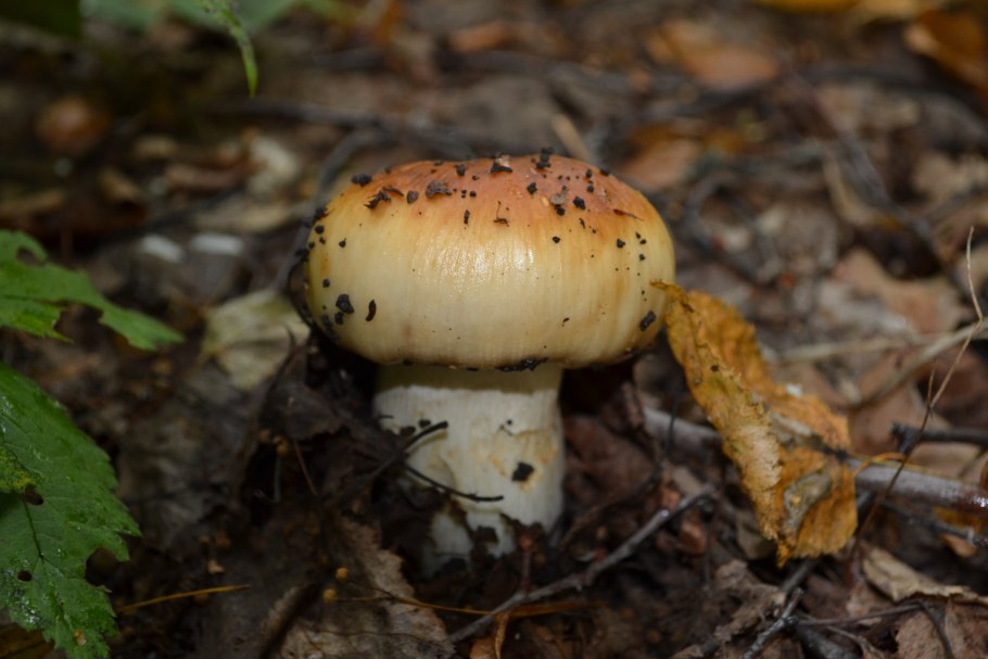 Валуй (Russula Foetens)