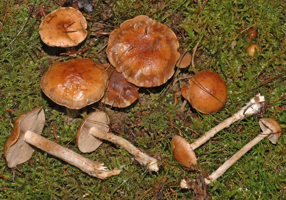 Hygrocybe pratensis