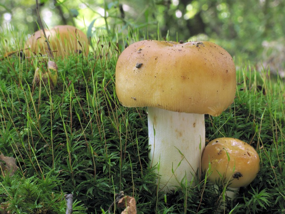 Валуй (Russula Foetens)