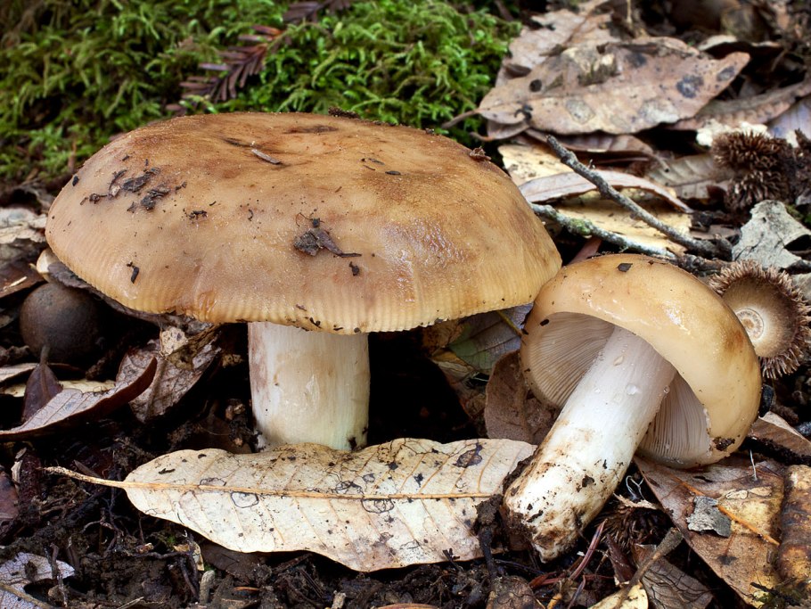 Валуй (гриб)