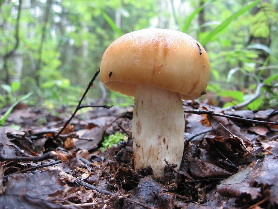 Валуй (Russula Foetens)
