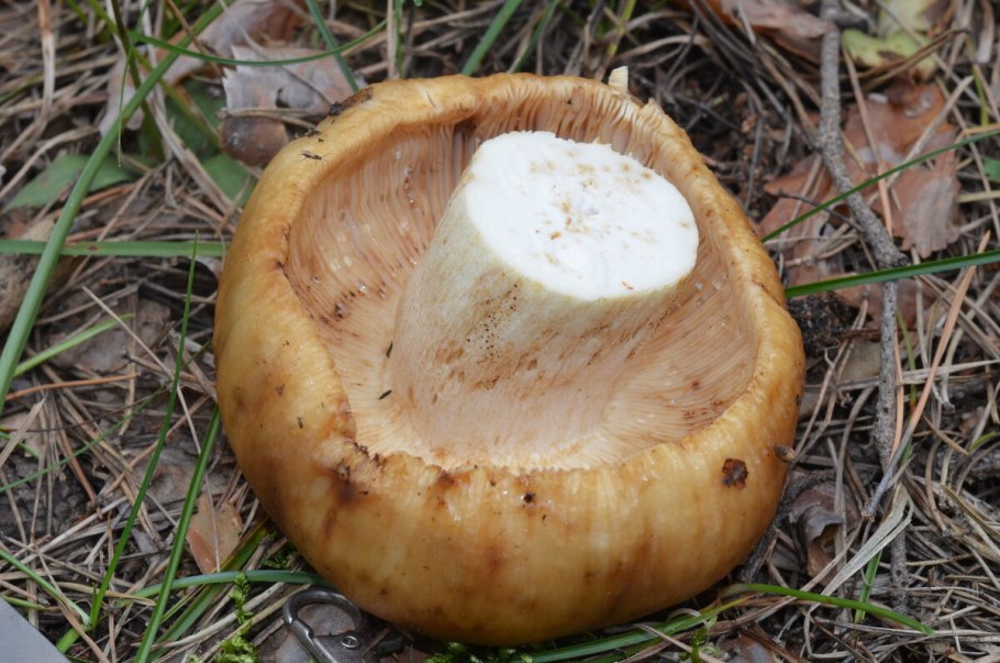 Валуй (Russula Foetens)