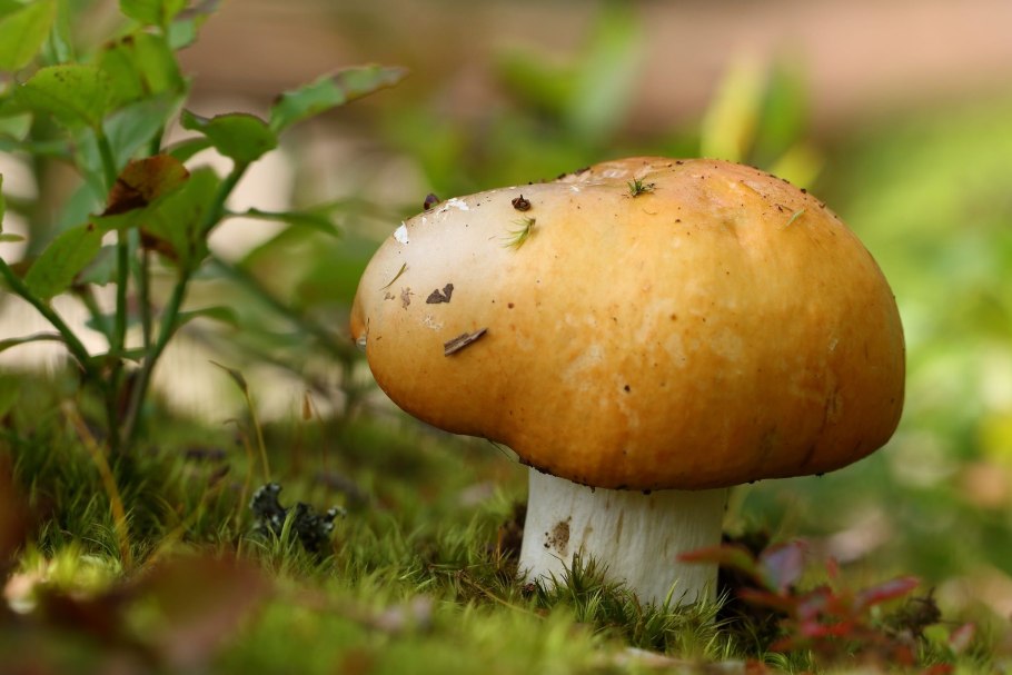 Cortinarius rubellus токсины