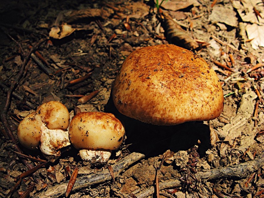 Валуй (гриб)