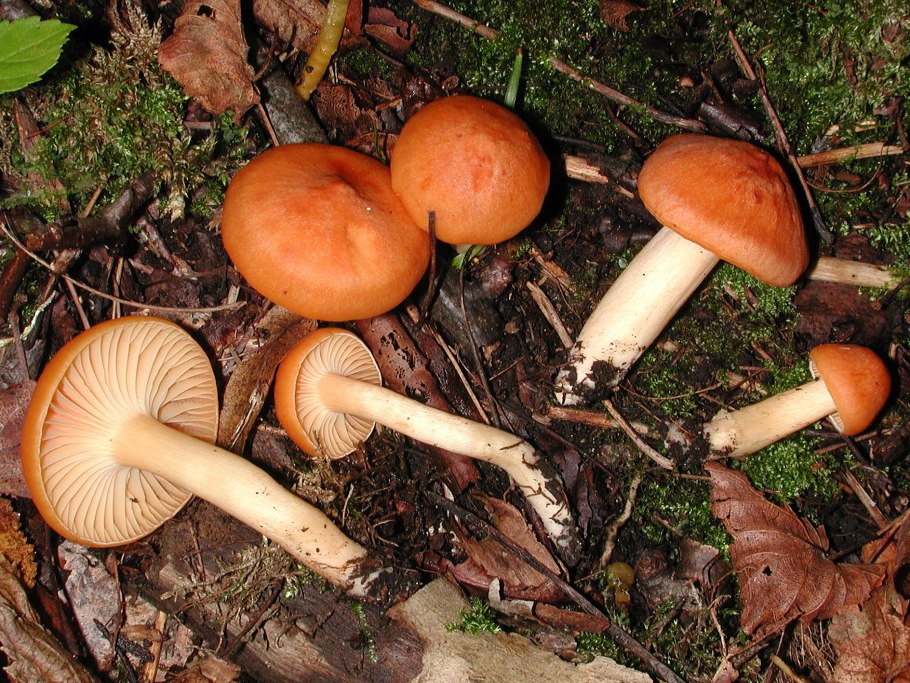 Cortinarius cupreorufus грибы Сибири