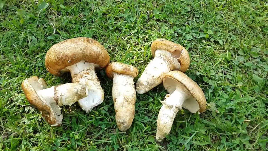 Валуй (гриб)груздь