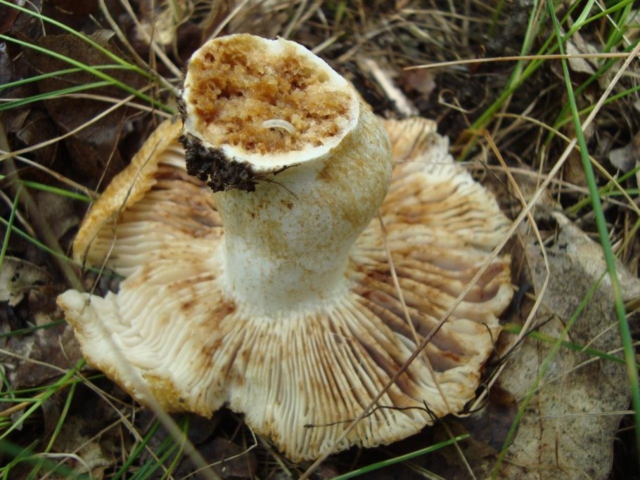 Валуй (Russula Foetens)
