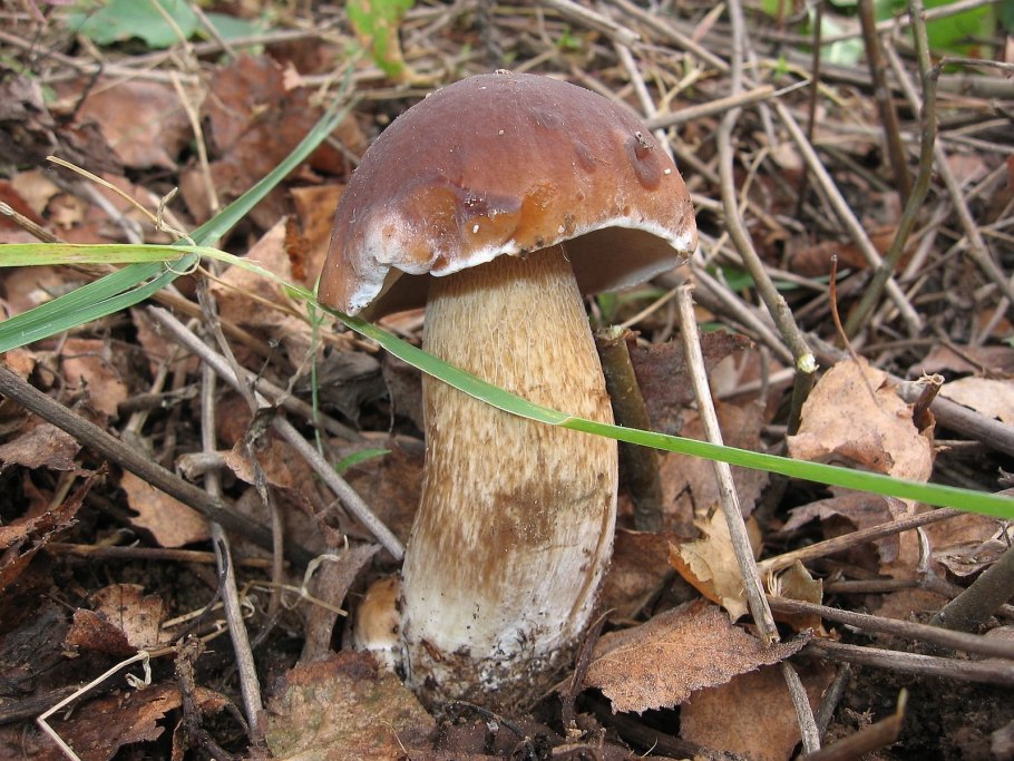 Белый гриб колосовик