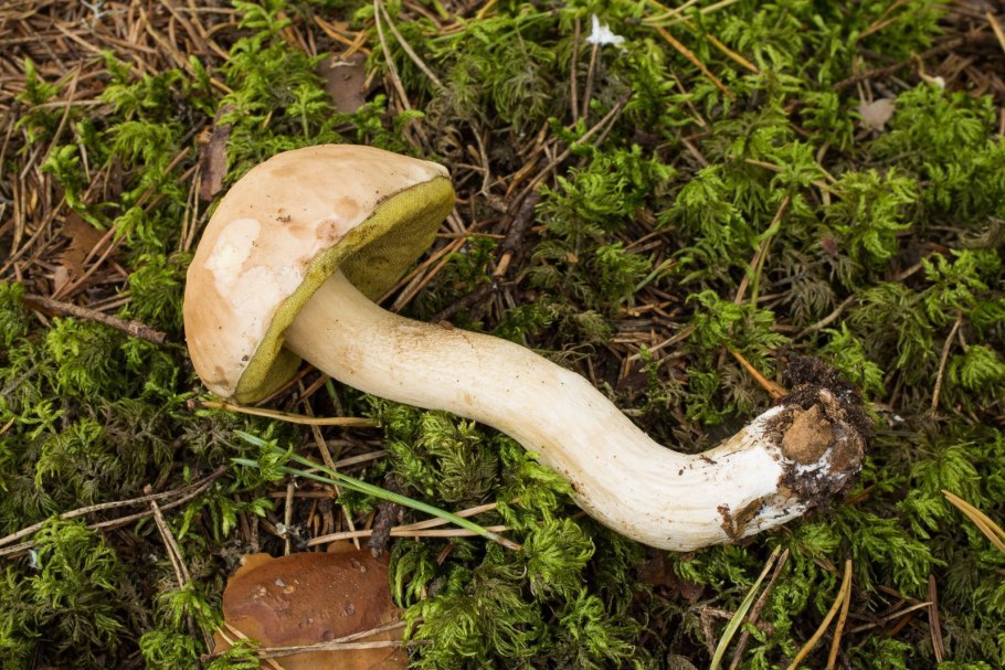 Боровик березовый