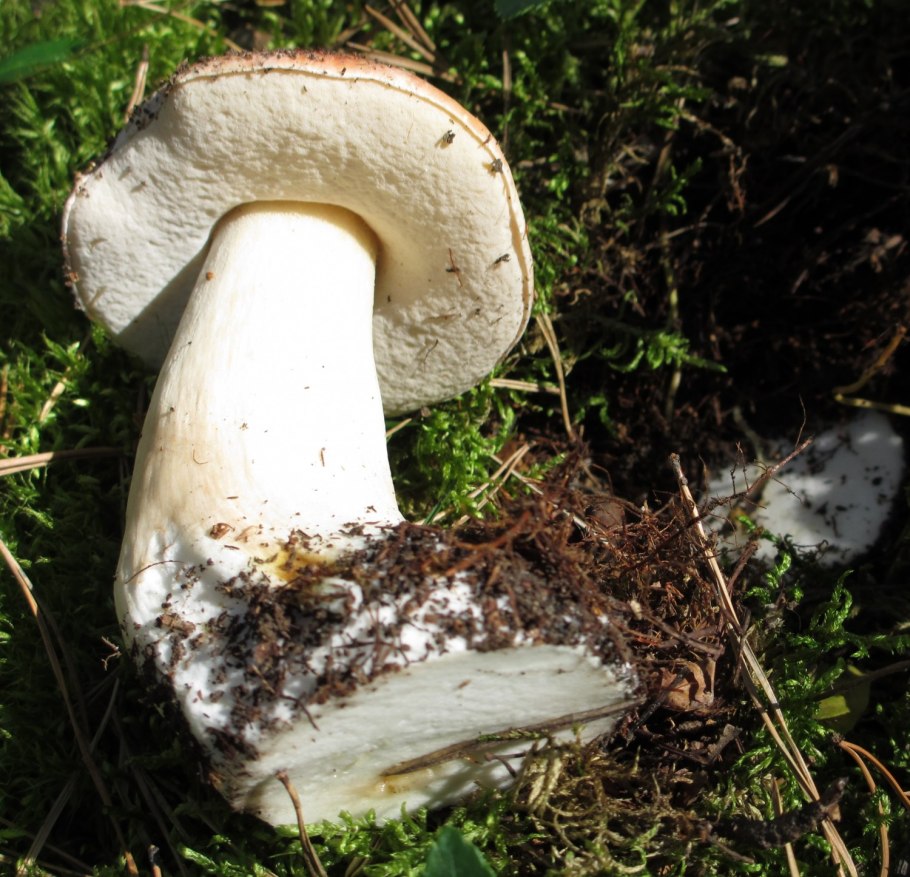 Грибы растущие в березовой роще