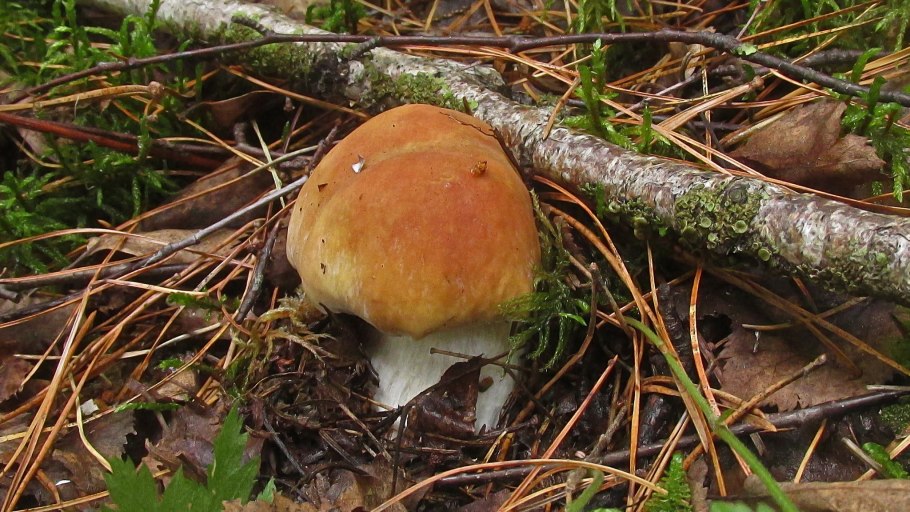Белый гриб березовый (Boletus edulis)