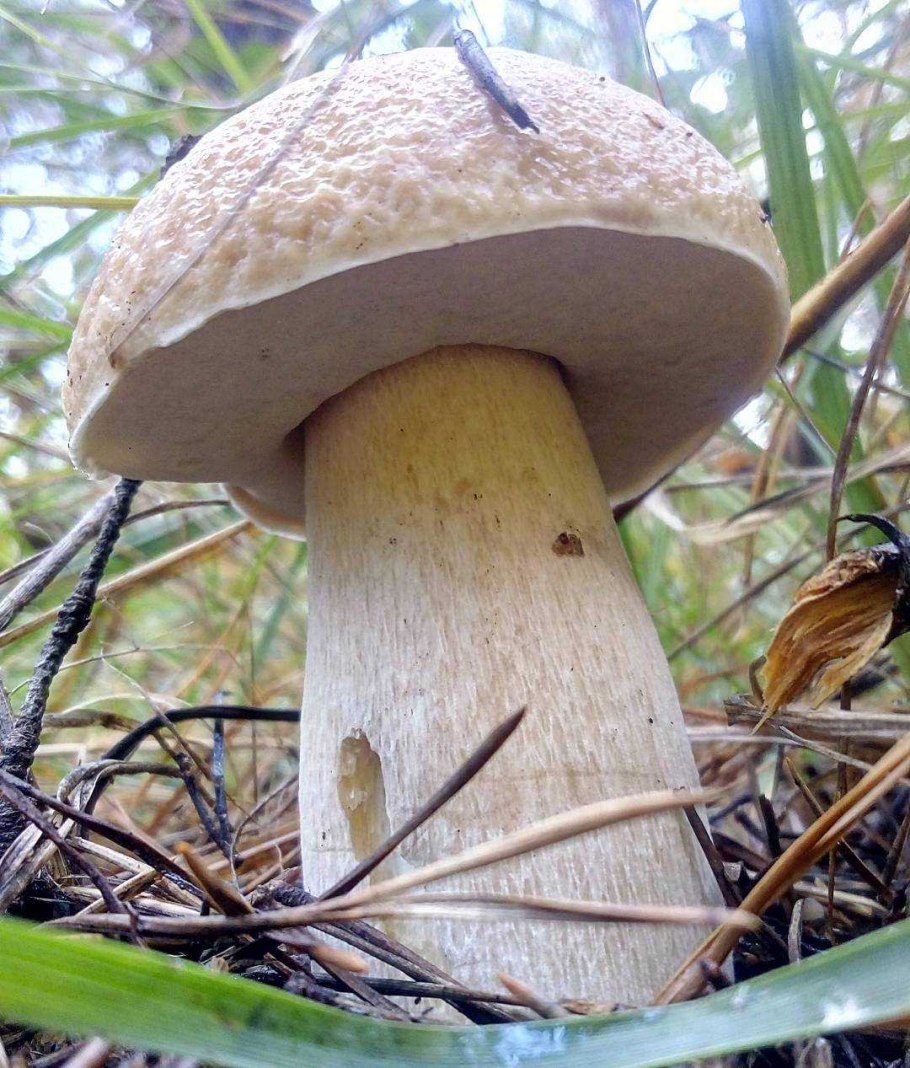Белый гриб берёзовый Boletus betulicola