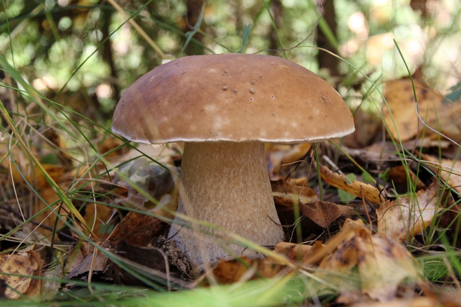 Белый гриб в Березовом лесу