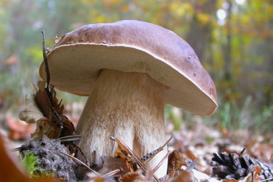 Boletus edulis – белый гриб